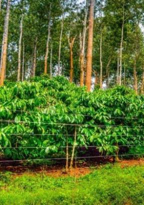 Weekend Coorg - Udupi - Murudeshwar - Gokarna  Tour Package  | Coorg - Udupi - Murudeshwar - Gokarna Honeymoon  Package |  Coorg - Udupi - Murudeshwar - Gokarna For Couple |   Best  Coorg - Udupi - Murudeshwar - Gokarna  Tour Package